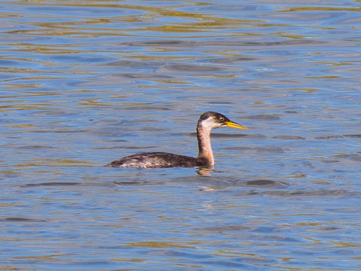 Red-necked Grebe - Ryder Shelley
