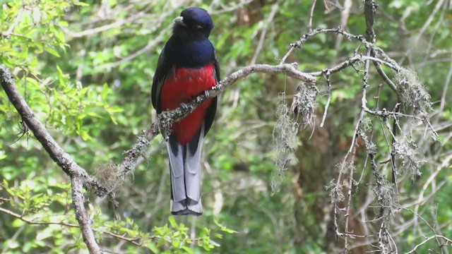 Trogon surucua - ML270825441