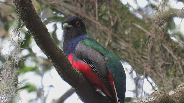 Surucua Trogon - ML270825471