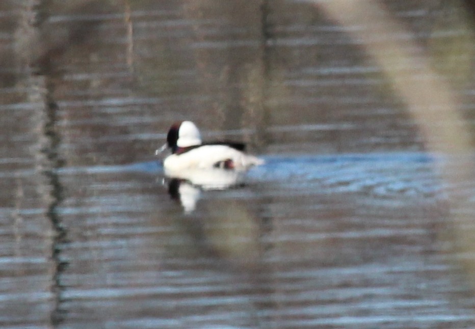 Bufflehead - ML27082551