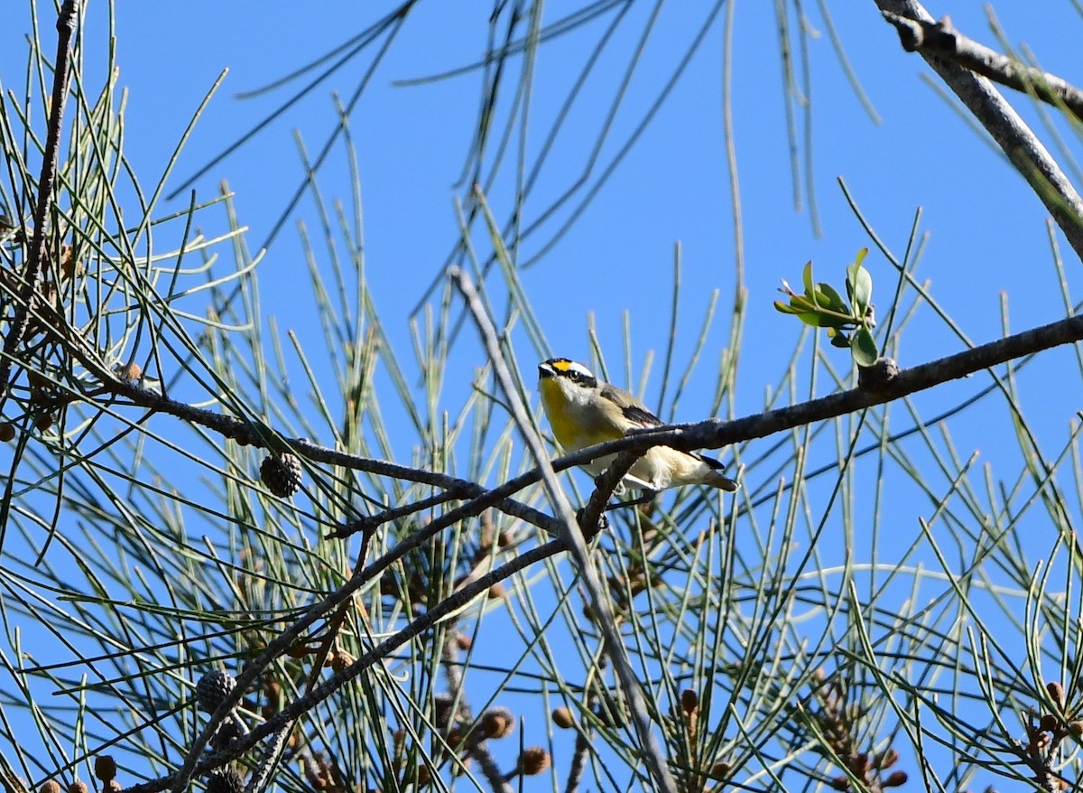 Striated Pardalote - ML270826541