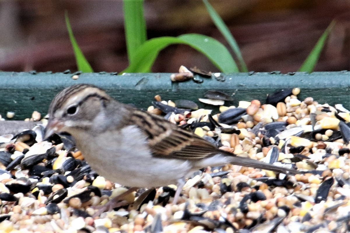 Chipping Sparrow - ML270826851