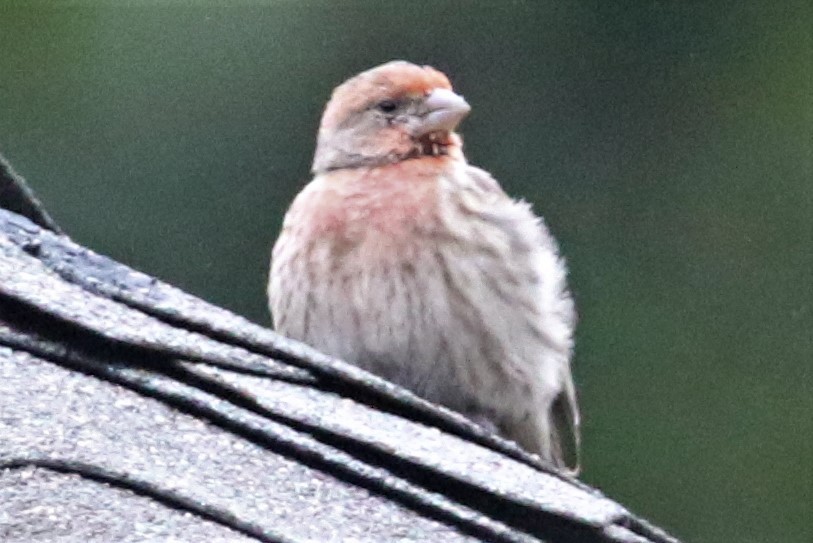 House Finch - ML270827001