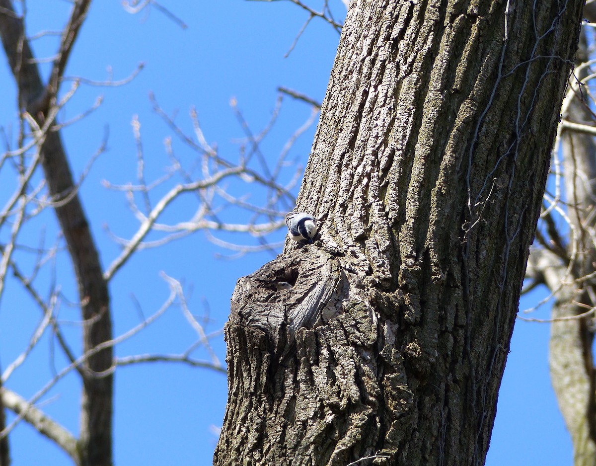 White-breasted Nuthatch - Leslie Sours