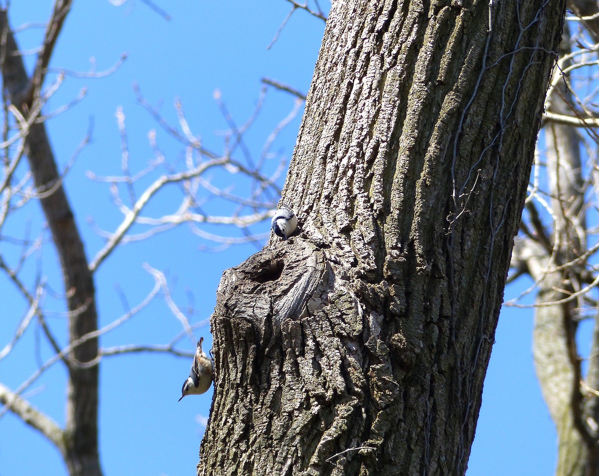 White-breasted Nuthatch - ML27082771