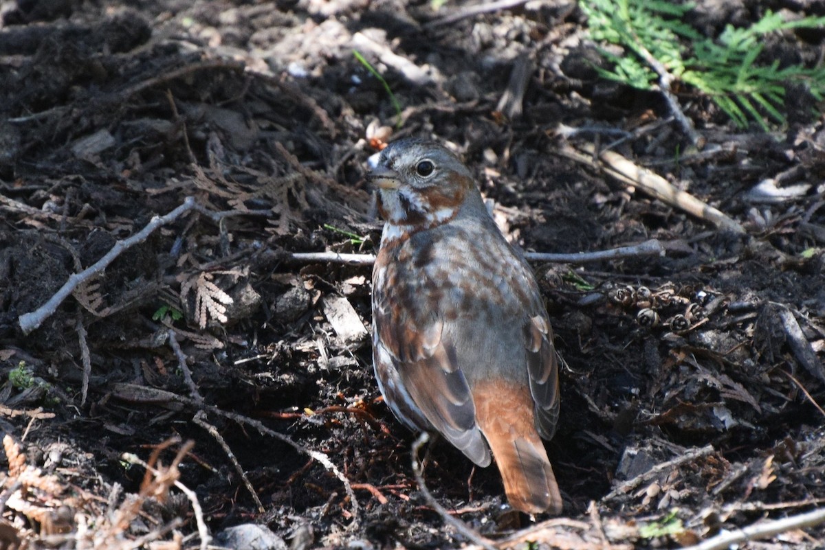 Fox Sparrow - irina shulgina
