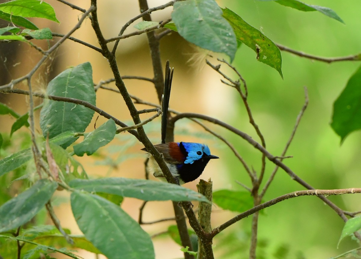 Variegated Fairywren - ML270828431