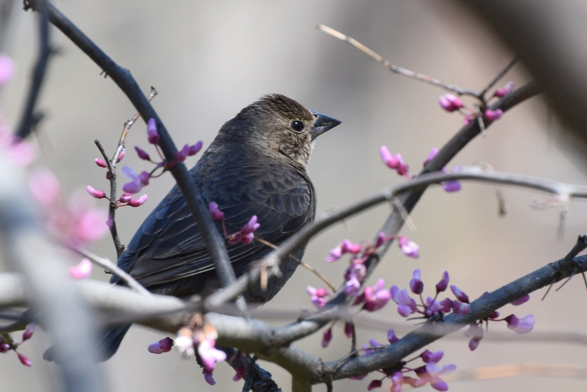 Brown-headed Cowbird - irina shulgina