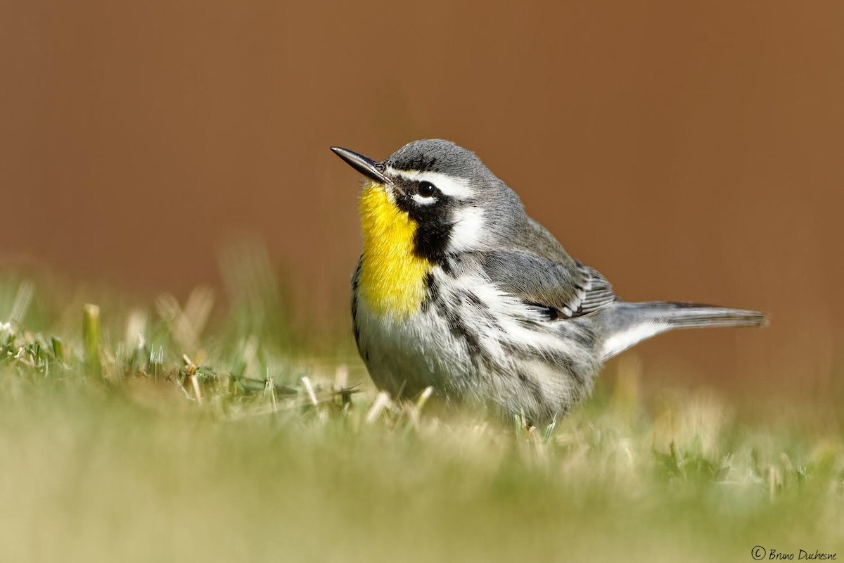 Yellow-throated Warbler - ML270831291