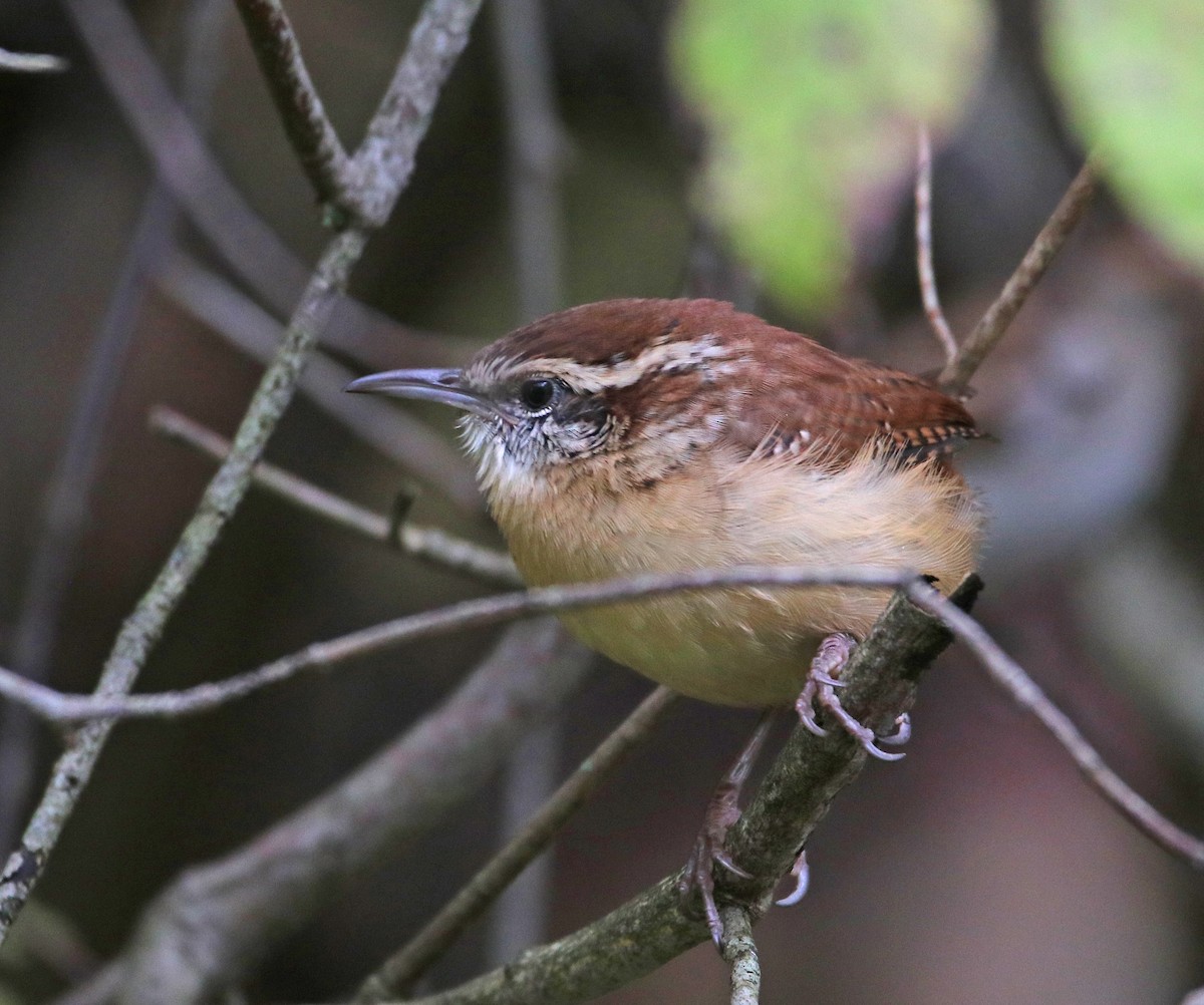 Carolina Wren - ML270832341