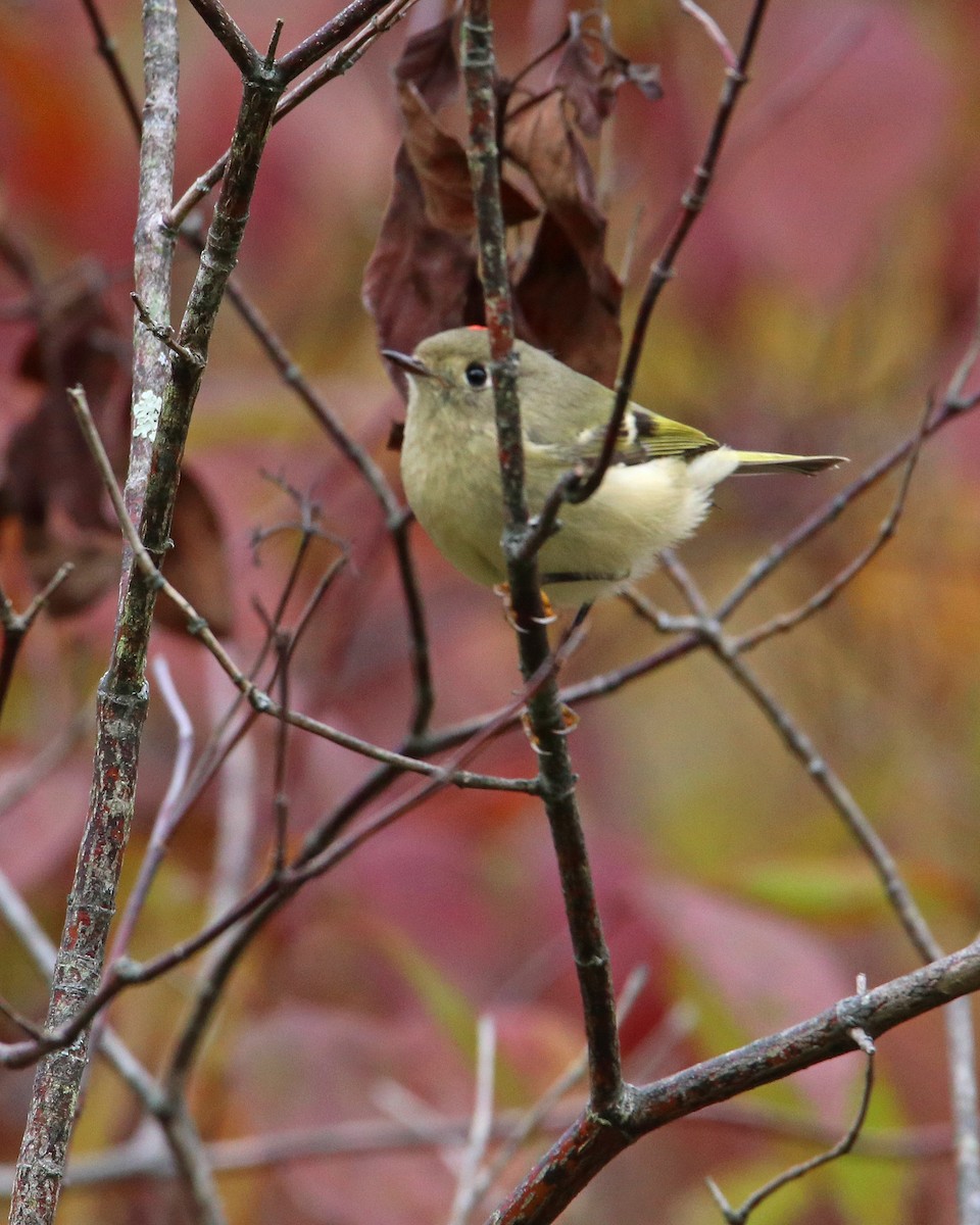 Ruby-crowned Kinglet - ML270832521