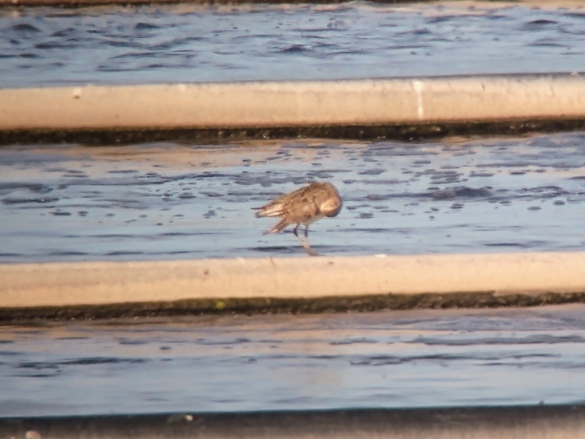 Black-bellied Plover - ML270832731