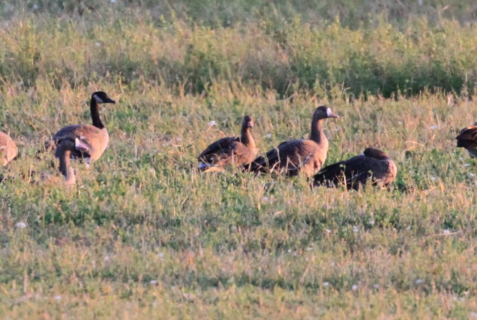 Greater White-fronted Goose - ML270832971