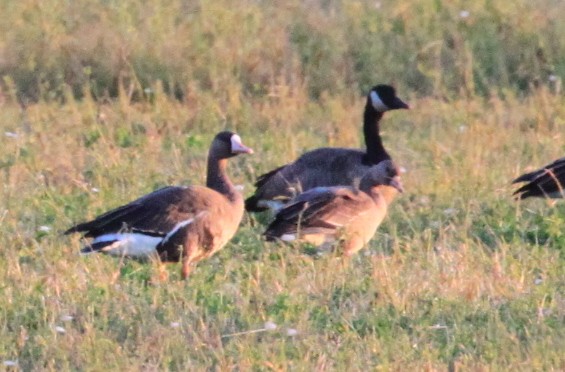 Greater White-fronted Goose - ML270833011