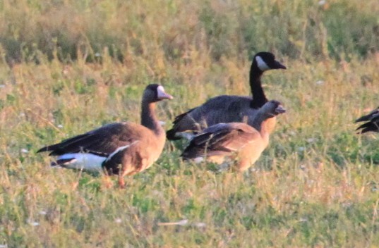 Greater White-fronted Goose - ML270833021