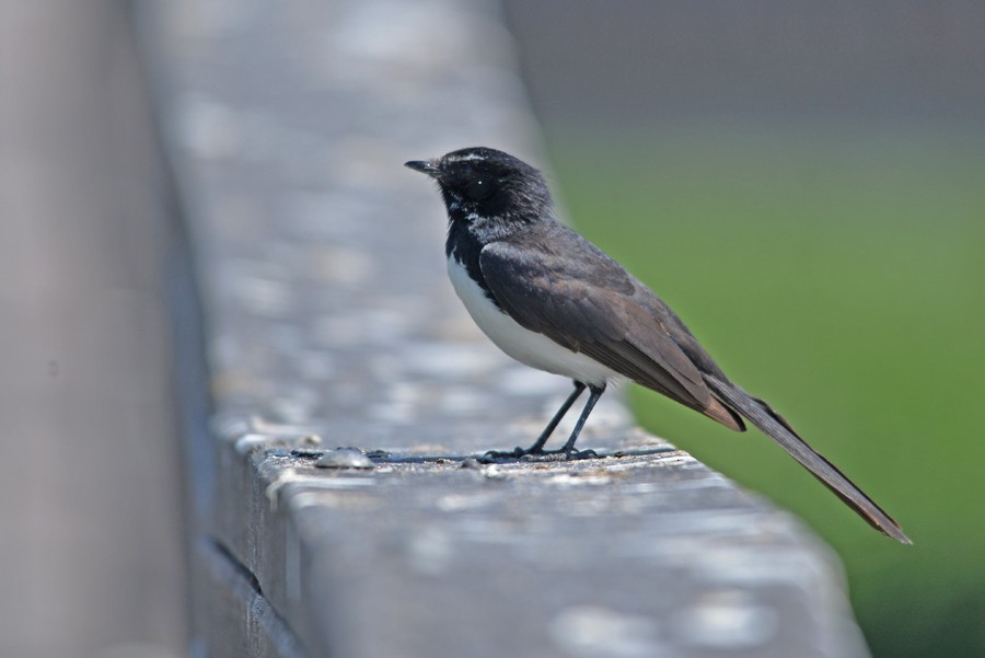 Willie-wagtail - ML270836461