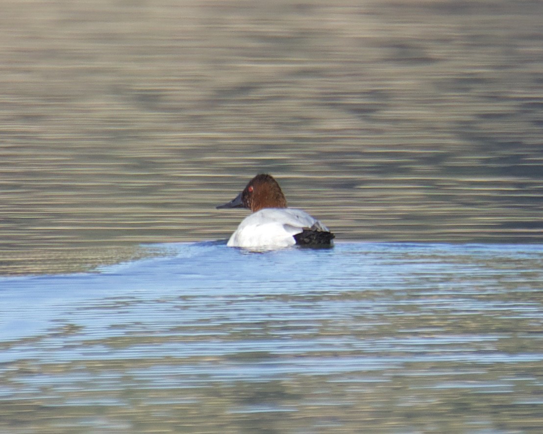 Canvasback - ML270838561