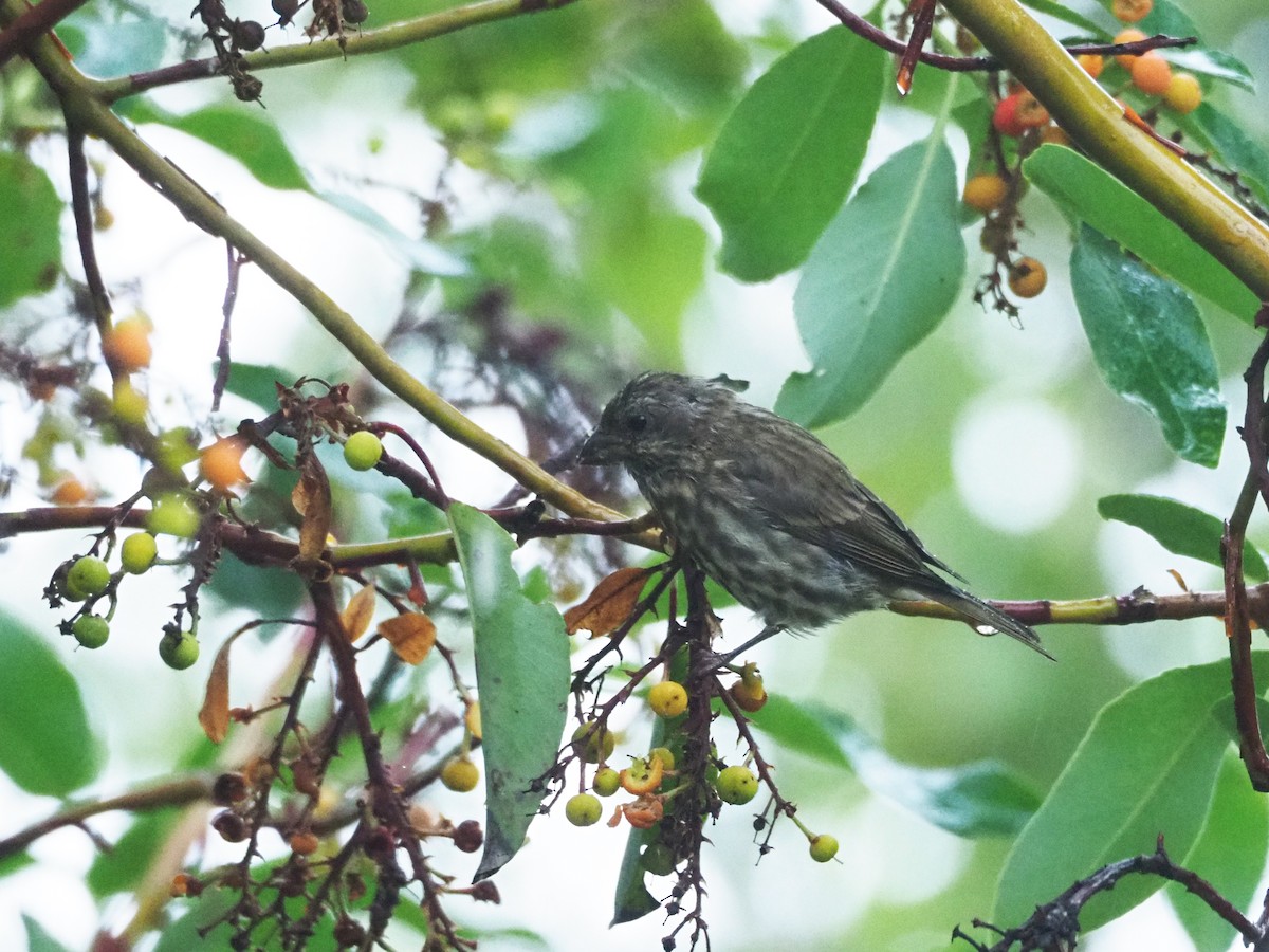 Purple Finch - ML270838651