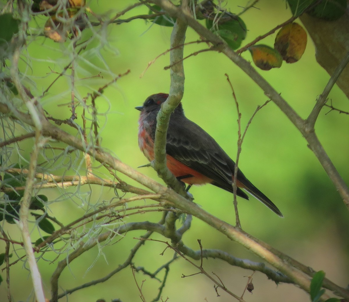 Vermilion Flycatcher - Brian Johnston