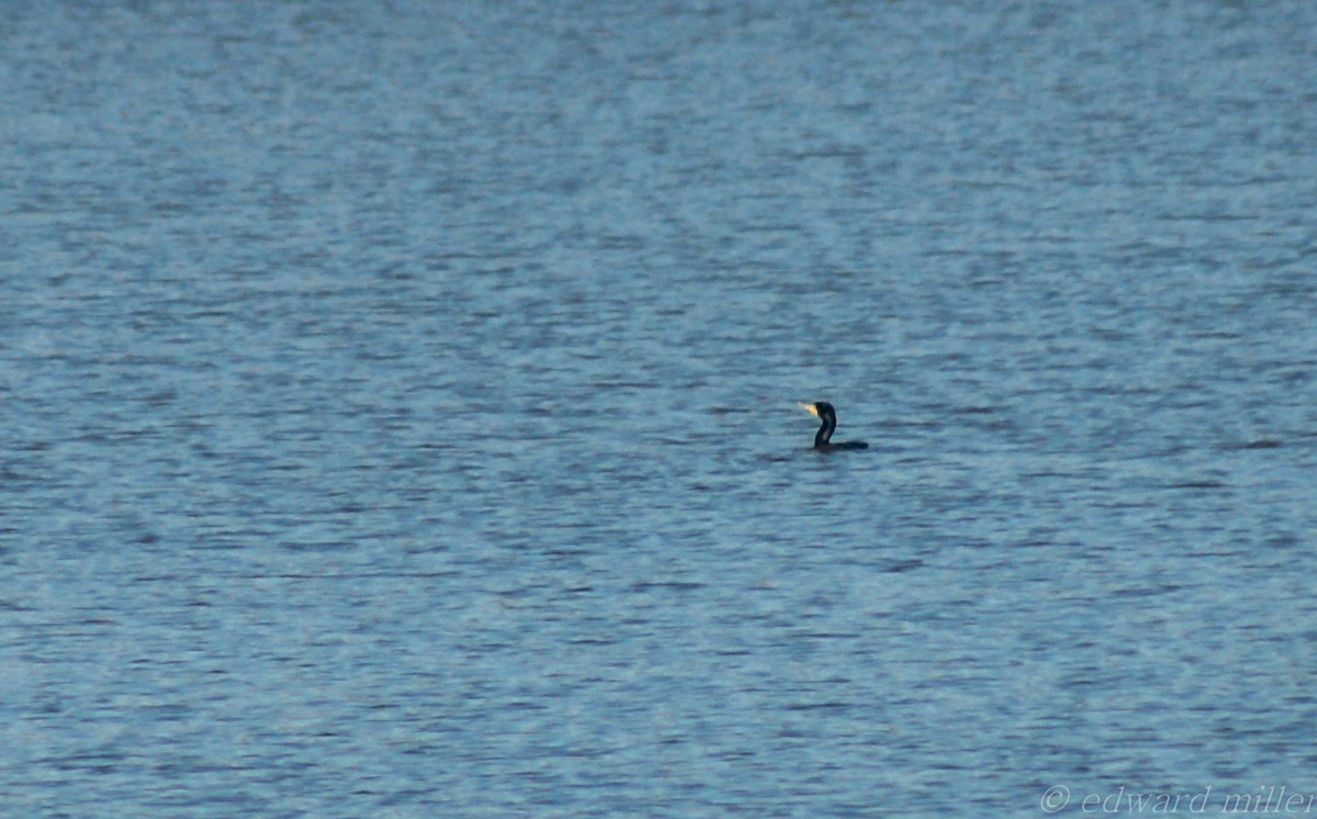 Cormoran à aigrettes - ML27083991