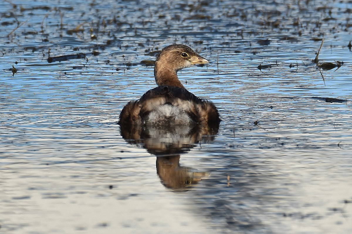 Pied-billed Grebe - ML270840521