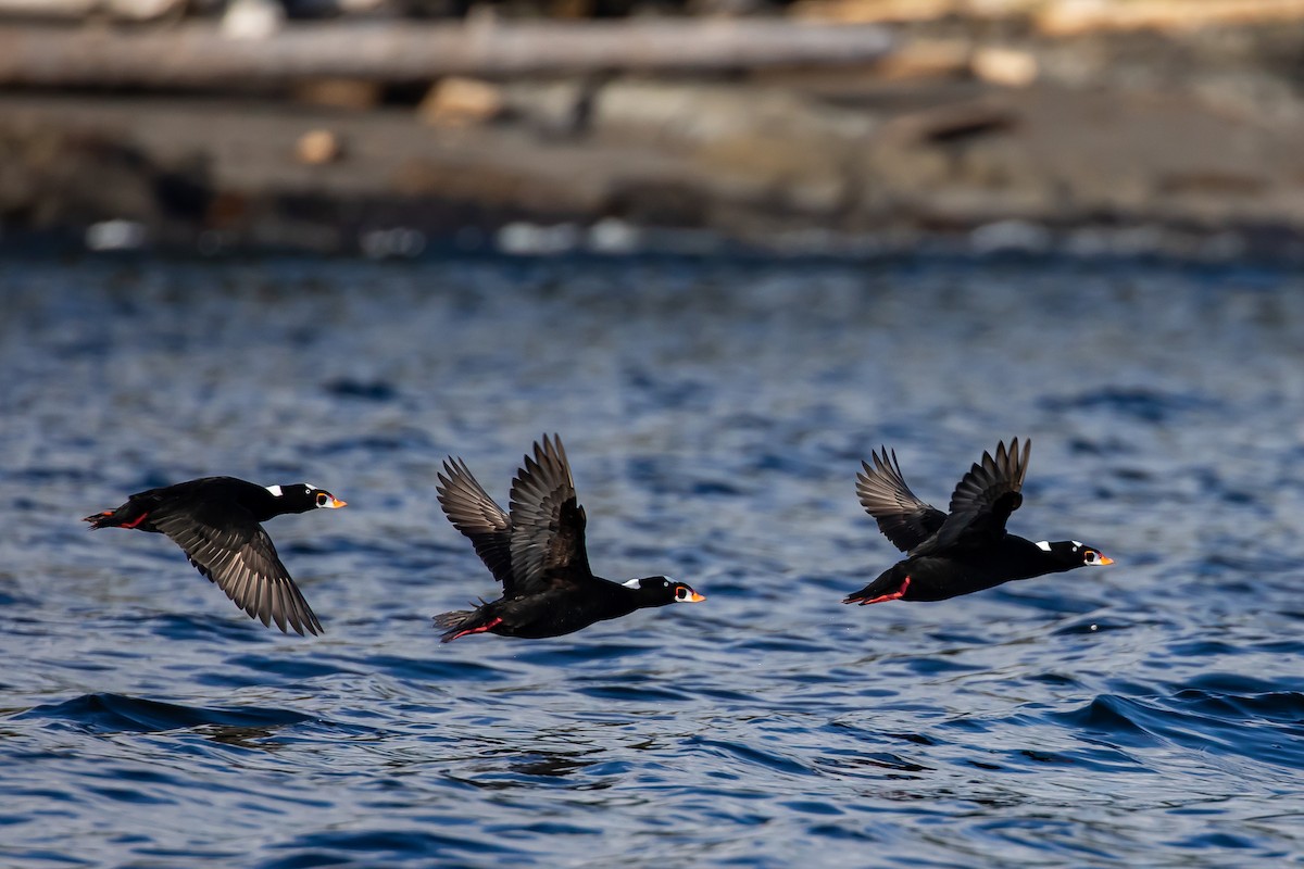 Surf Scoter - ML270841301