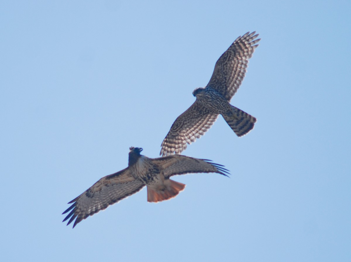 American Goshawk - Skye Haas