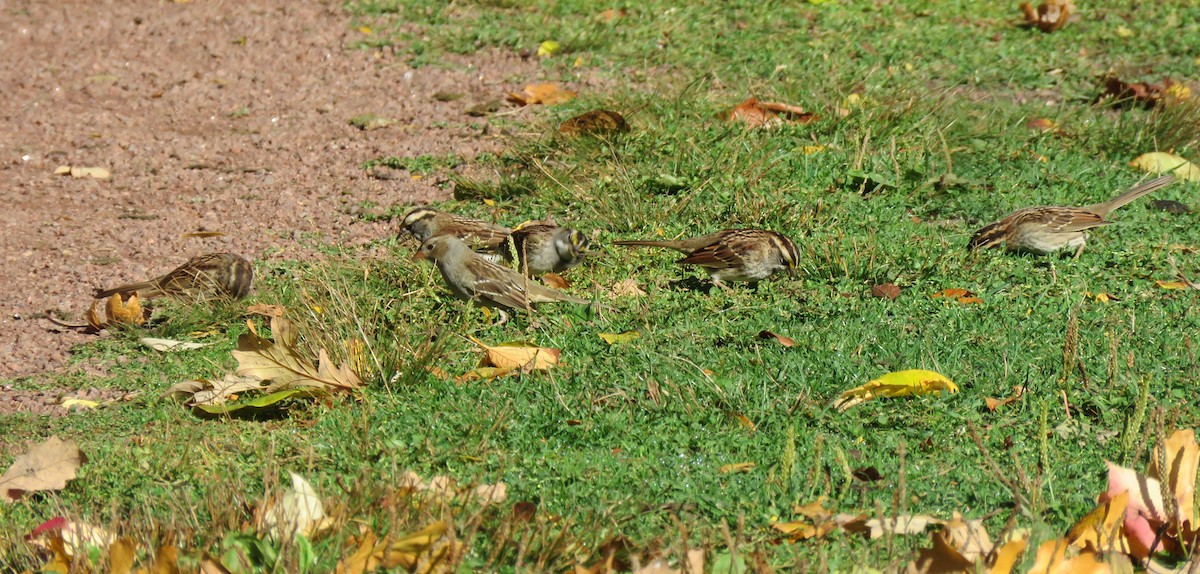 White-crowned Sparrow - ML270841651