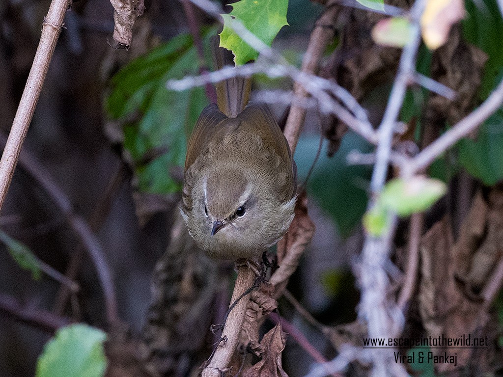 Hume's Bush Warbler - ML270843461