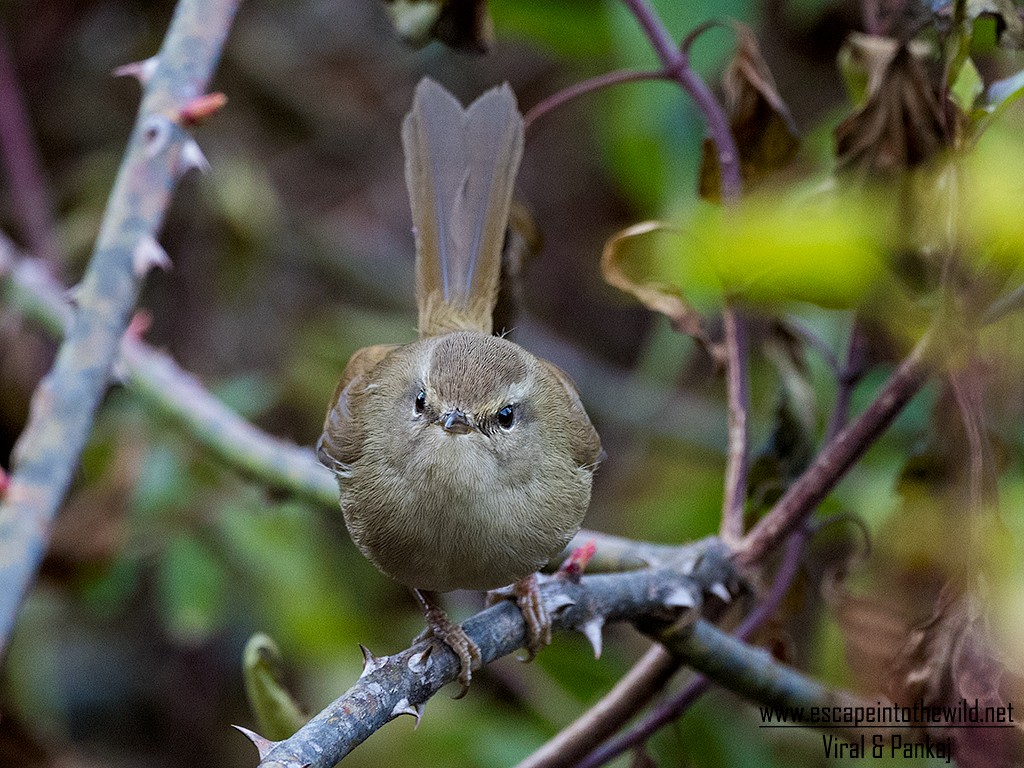 Hume's Bush Warbler - ML270843481