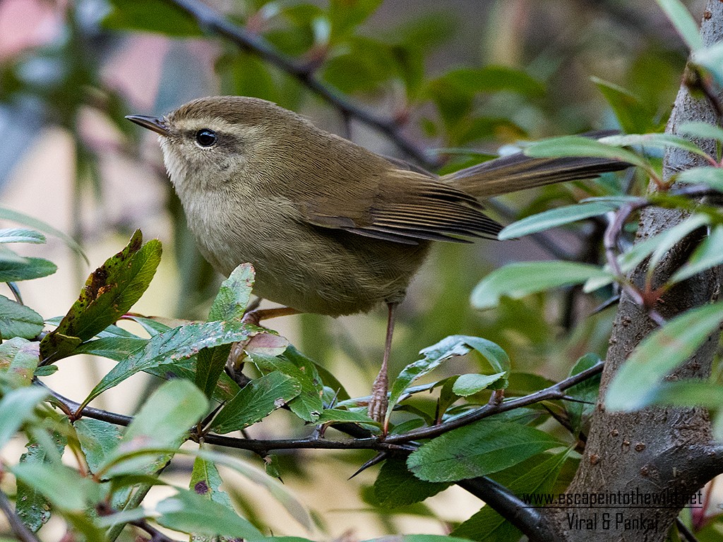 Hume's Bush Warbler - Pankaj Maheria