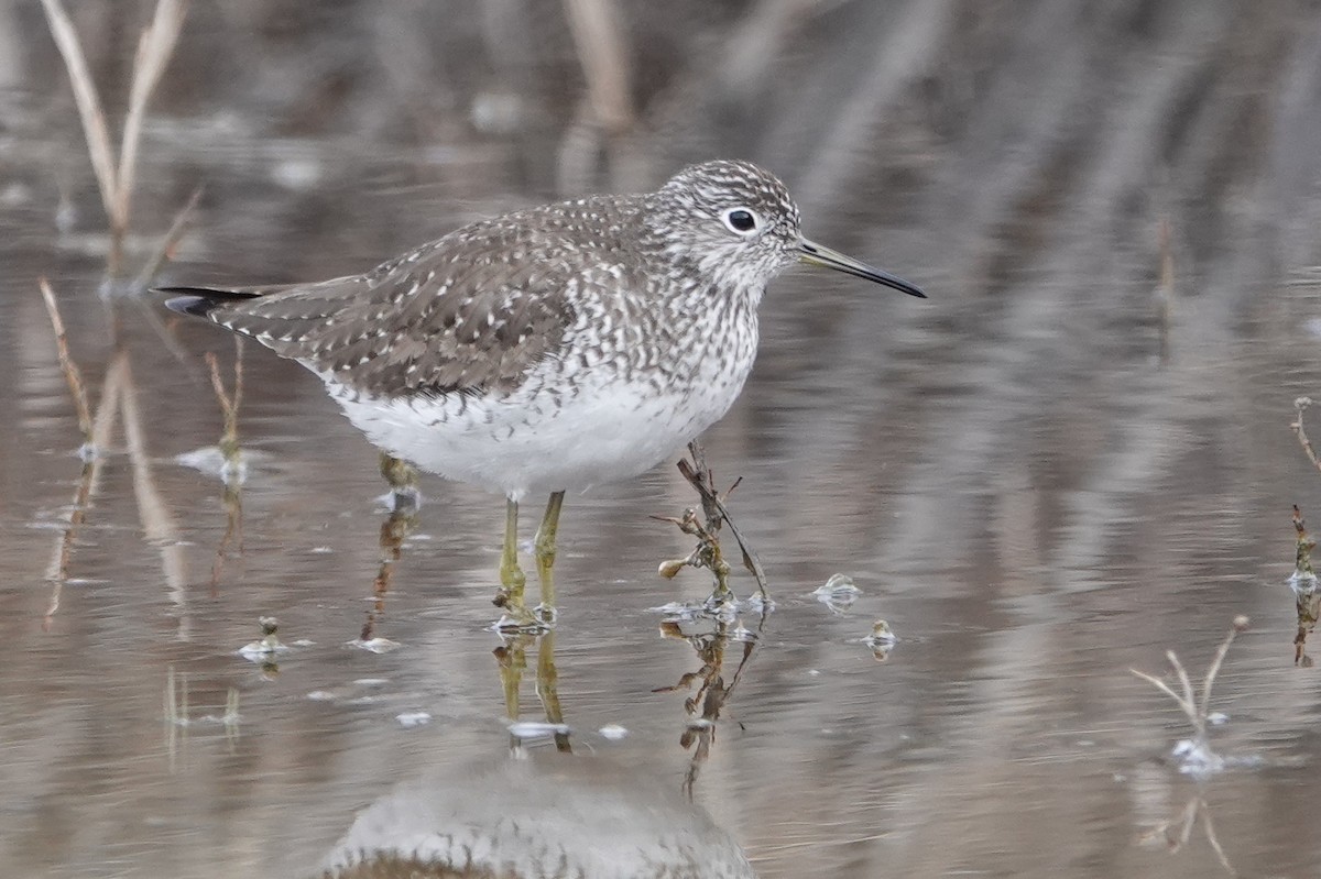 Solitary Sandpiper - Cameron Eckert