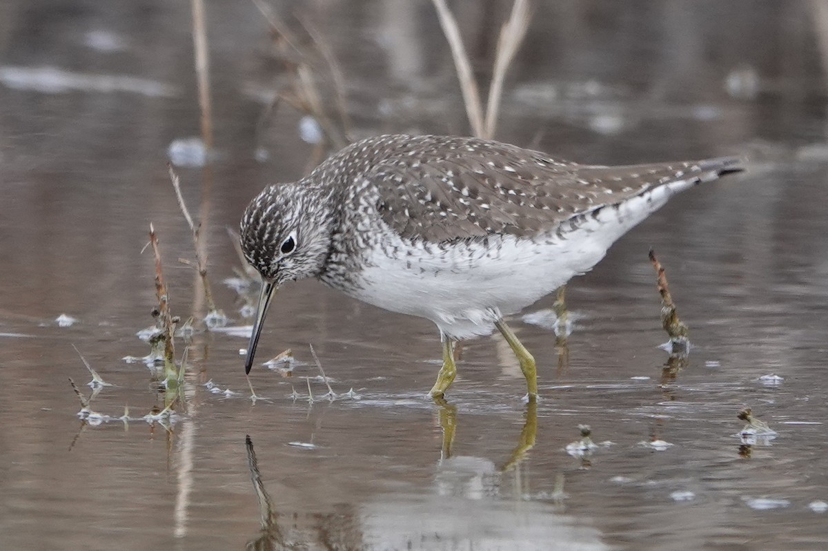 Solitary Sandpiper - Cameron Eckert