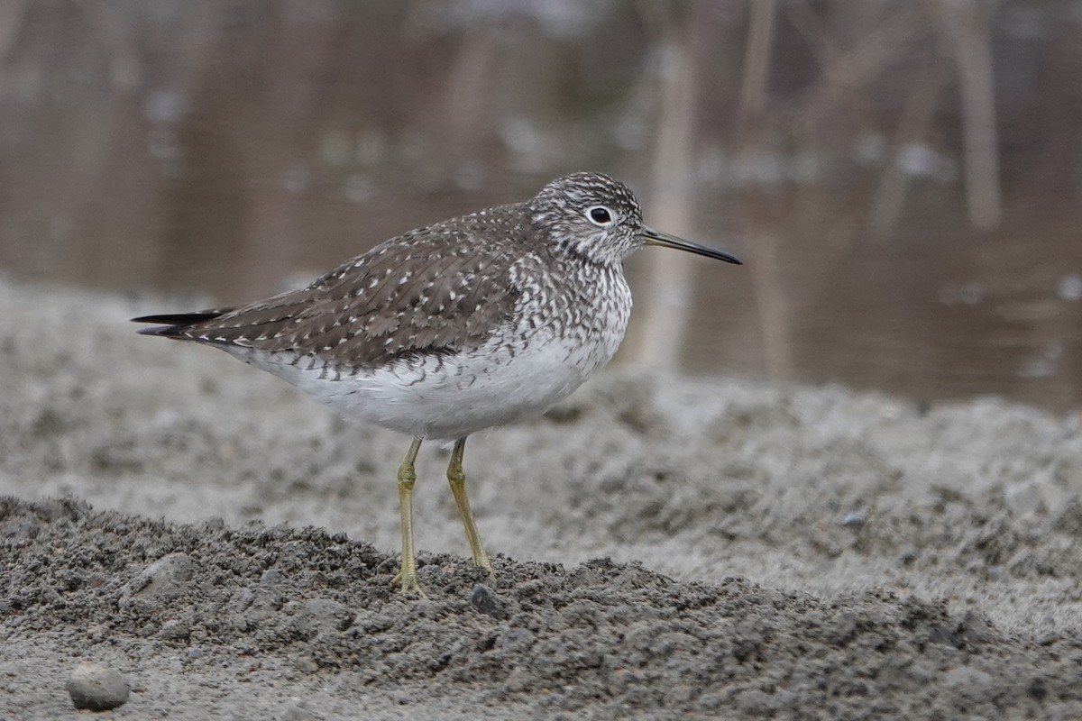 Solitary Sandpiper - ML270843761