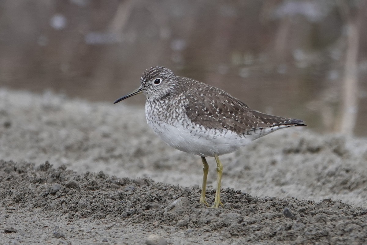 Solitary Sandpiper - Cameron Eckert