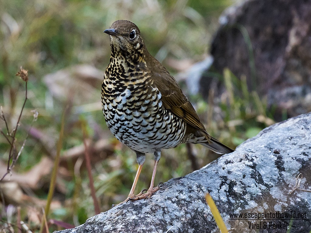 セアカトラツグミ - ML270843851