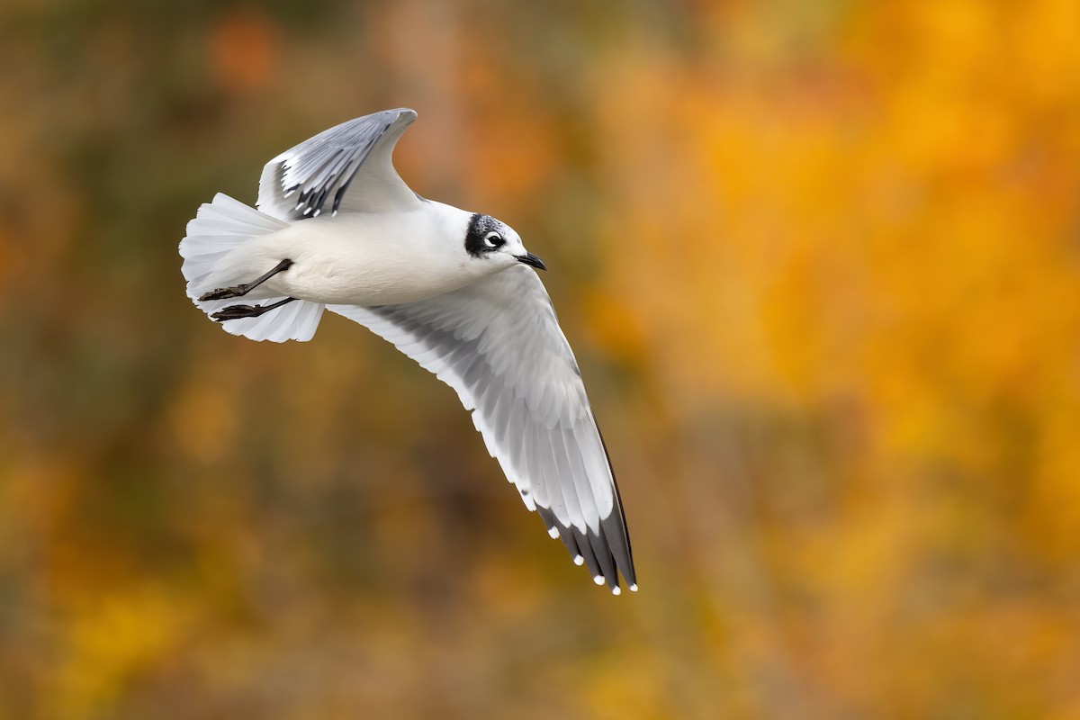 Franklin's Gull - Ryan Sanderson