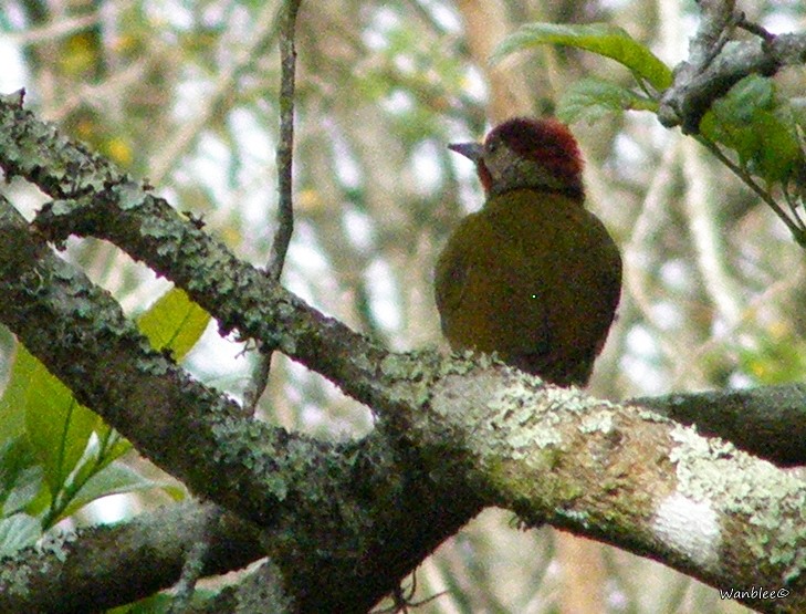 Golden-olive Woodpecker - ML270846231