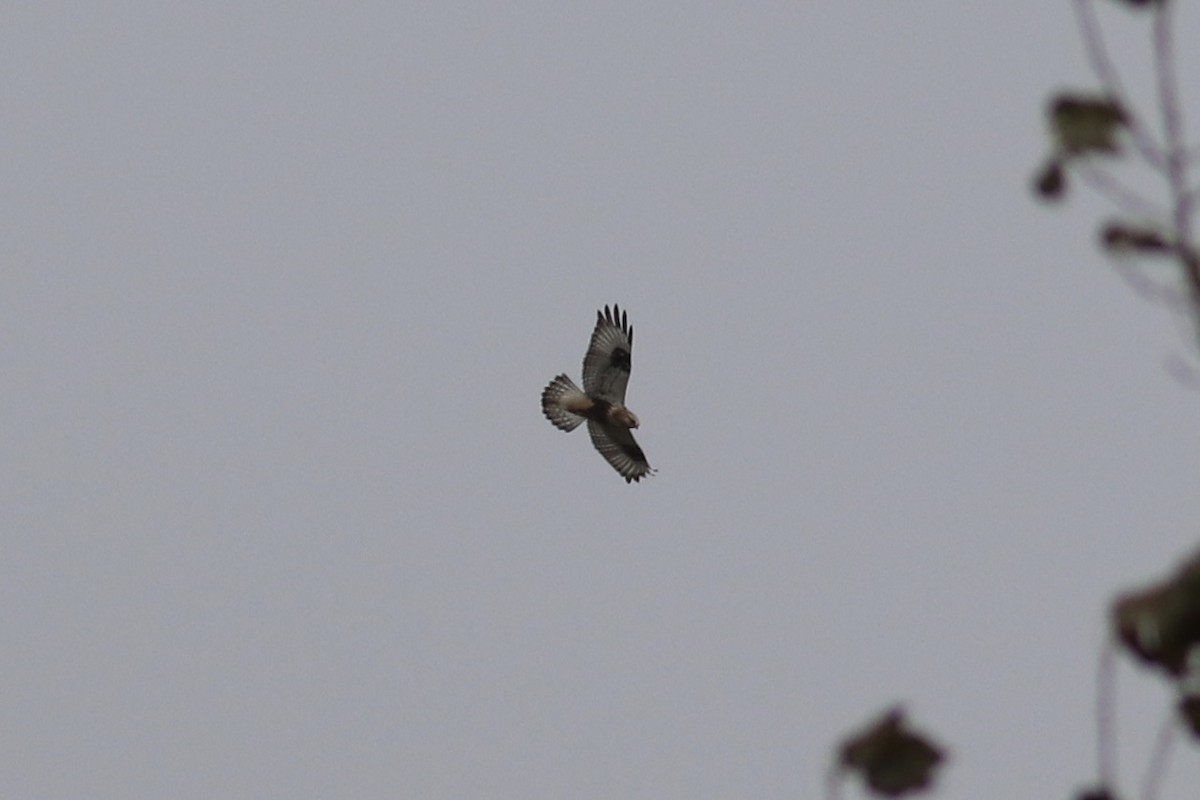 Rough-legged Hawk - ML270847481