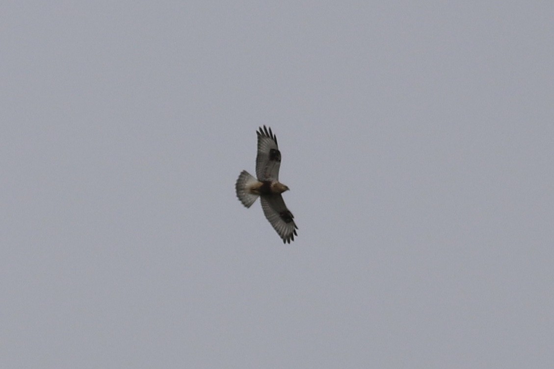 Rough-legged Hawk - ML270847491