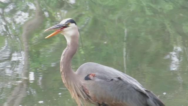 Great Blue Heron - ML270849031