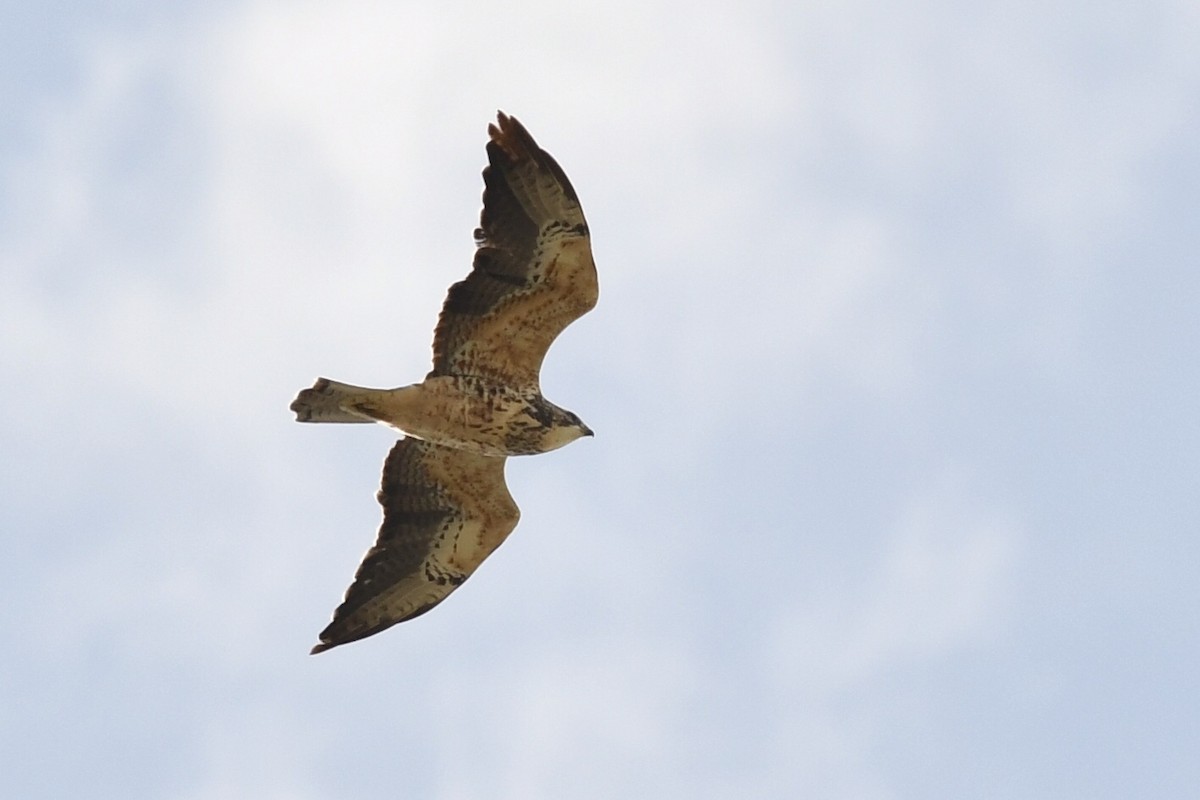 Swainson's Hawk - ML270850071