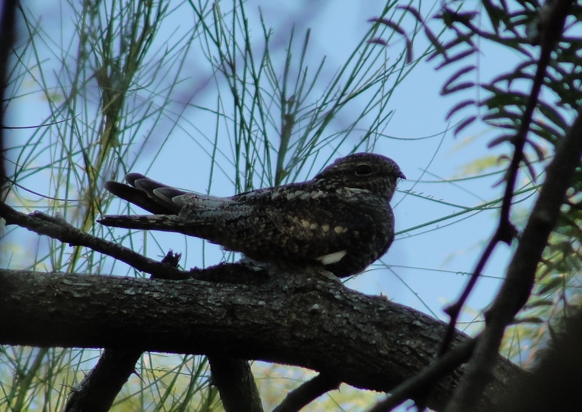 Lesser Nighthawk - ML270850921