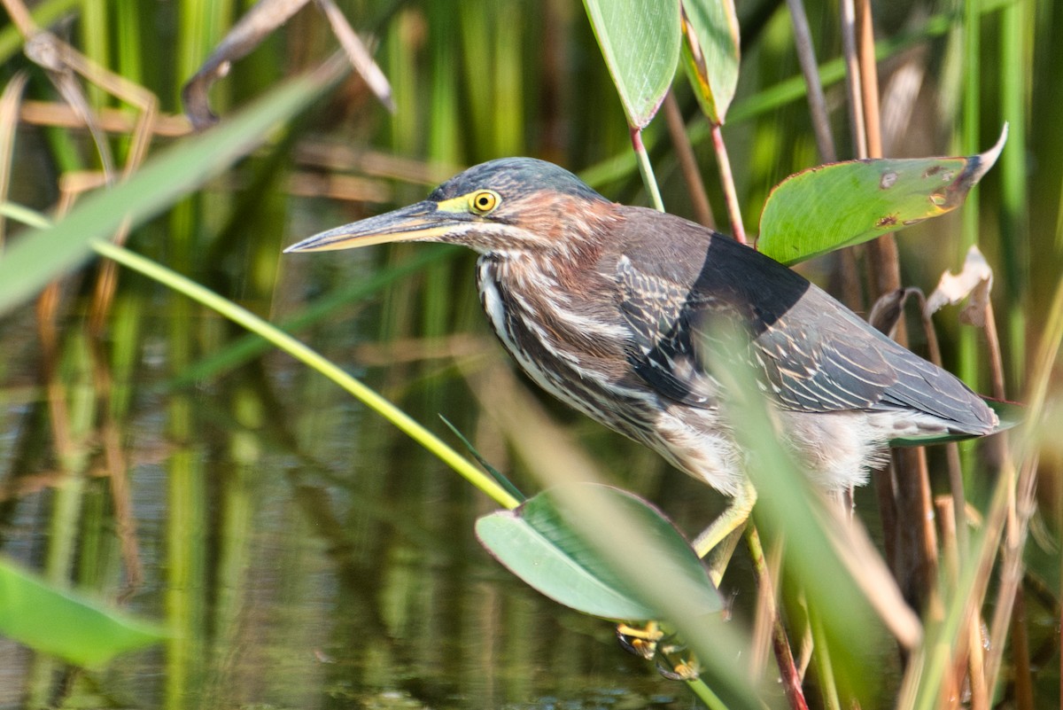 Green Heron - ML270851601