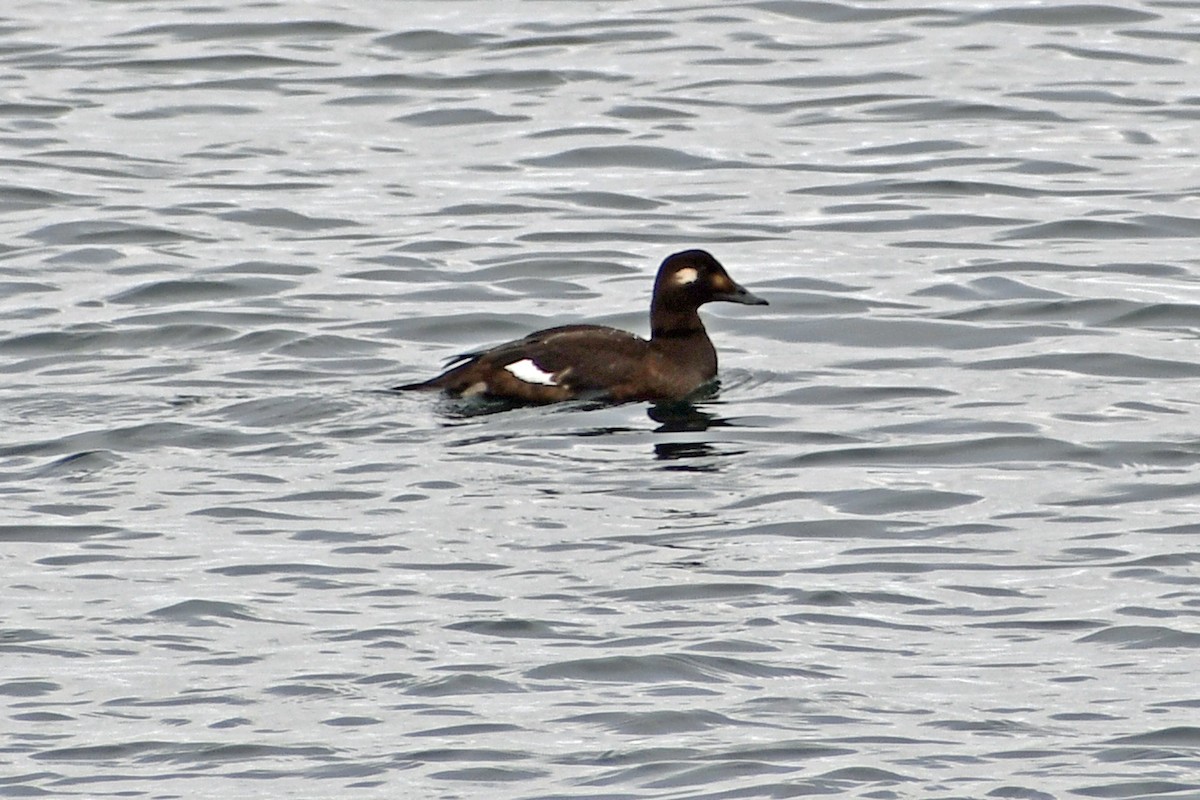 White-winged Scoter - Steve Hawes