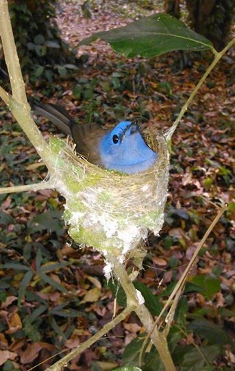 Black-naped Monarch - ML27085331