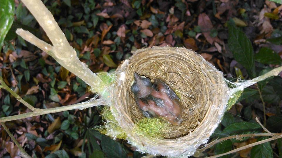Black-naped Monarch - ML27085341