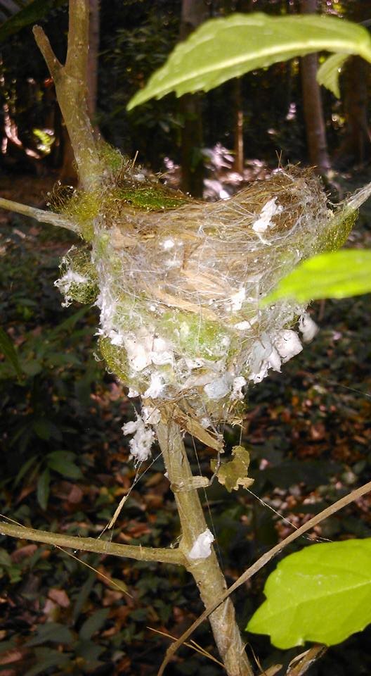 Black-naped Monarch - ML27085351
