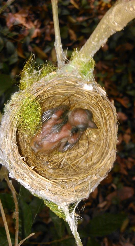 Black-naped Monarch - ML27085361