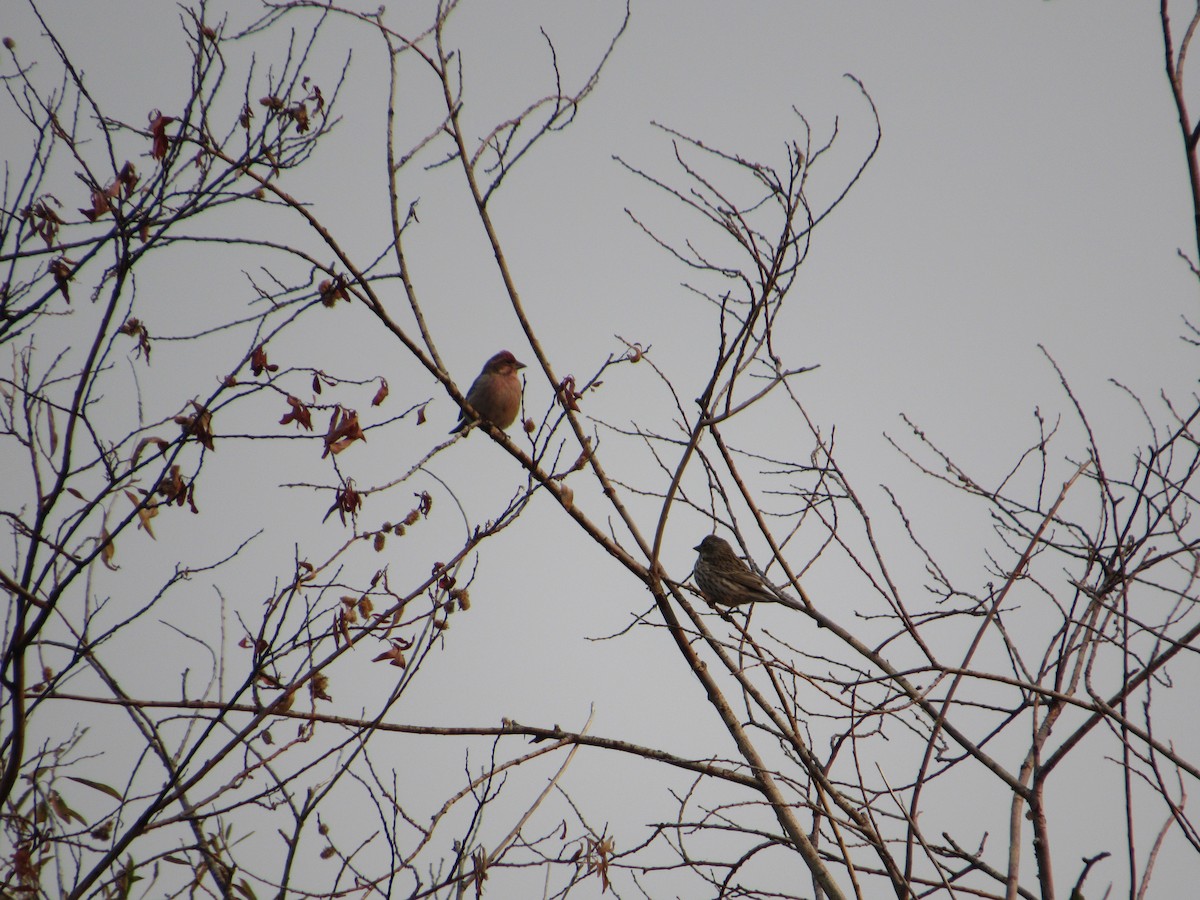 Cassin's Finch - ML270854151